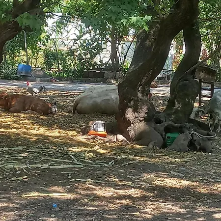 Karacasoeguet Διαμέρισμα